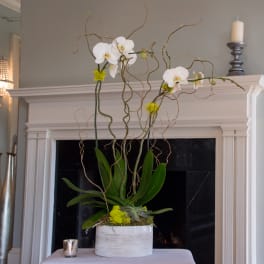 White orchids in a white planter with twisting branches and succulents