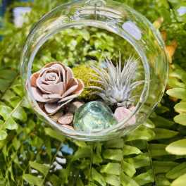 Hanging Air Plant Terrarium