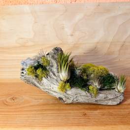 Driftwood Air Plant Garden