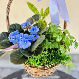 Violet Plant Basket