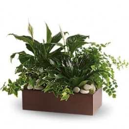 Teleflora's Quiet Expressions