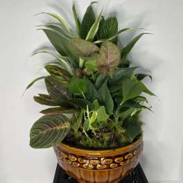 Ceramic Dish Garden