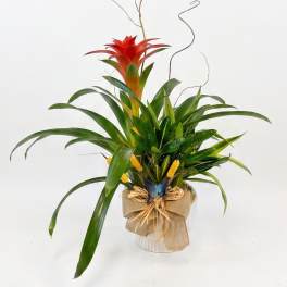 Tropical plant arrangement with a red bromeliad in a wrapped pot