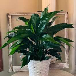 Potted green houseplant in a white woven basket planter