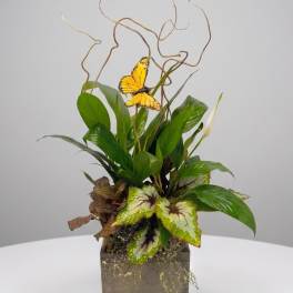 Tropical plant arrangement with a butterfly accent in a square wooden container