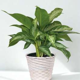 Potted green houseplant in a woven white basket