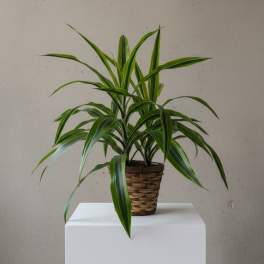 Potted green houseplant in a woven basket planter