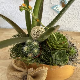 Succulent and cactus arrangement in a round orange container with burlap bow