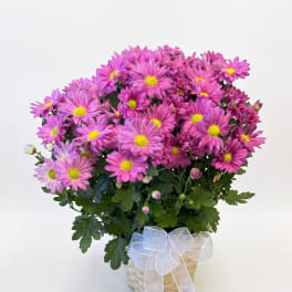 Pink daisy bouquet in a woven basket with a white ribbon
