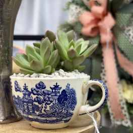 Teacup Succulent Delight
