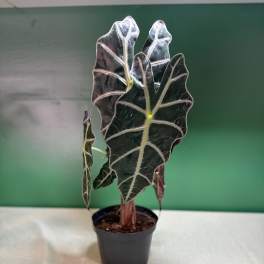 Potted plant with dark, arrow-shaped leaves and white veins