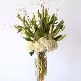 Graceful White Lilies