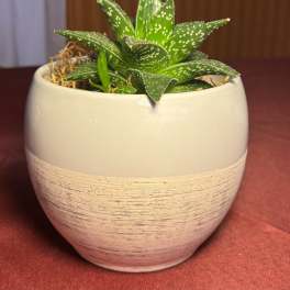 Small spotted succulent in a cream ceramic pot