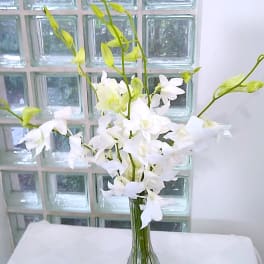White orchids in a clear glass vase