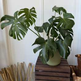 Potted monstera plant with large split leaves in a ribbed ceramic pot