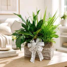 Potted green plant arrangement in a rustic wooden box with a printed ribbon