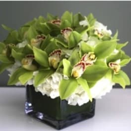 Green orchid arrangement in a black square vase
