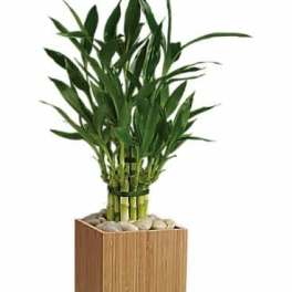 Teleflora's Good Luck Bamboo