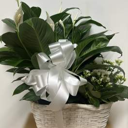 White peace lilies in a wicker basket with a large silver ribbon