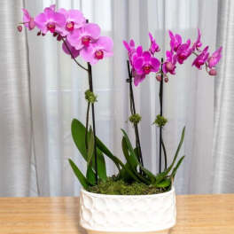 Pink orchids in a white ceramic planter