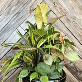 Mixed tropical houseplants arranged in a black ceramic planter