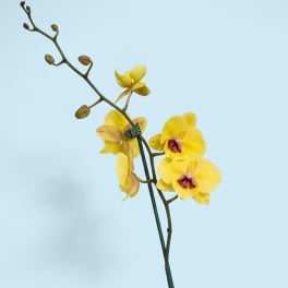 Yellow orchid plant in a white ceramic pot