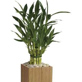 Potted lucky bamboo plant in a square wooden planter with white stones