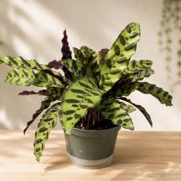Calathea Rattlesnake Plant