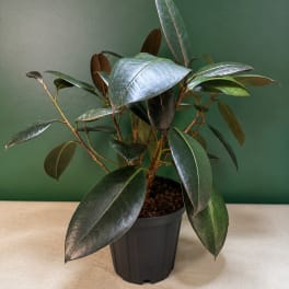 Potted rubber plant with glossy dark green leaves