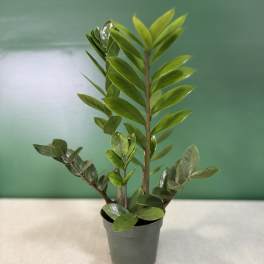 Potted green plant with glossy oval leaves in a black nursery pot