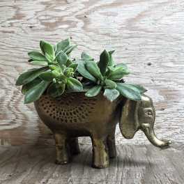 Succulent plants in a small elephant-shaped planter