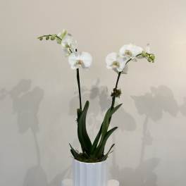 White orchid plant in a white pot