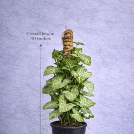 Syngonium