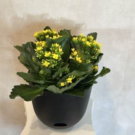 Potted succulent with small yellow flowers in a black container