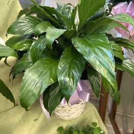 Potted peace lily with white blooms in a woven basket