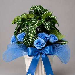 Blue by You