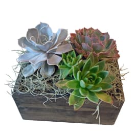 Succulent arrangement in a rustic wooden planter with moss
