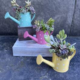 Succulent Pitcher Planter