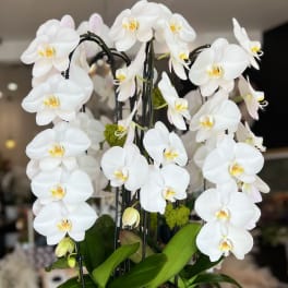 White orchids arranged in a white bowl planter