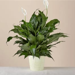 Peace Lily Plant