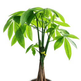 Money Tree (Pachira aquatica) Plant