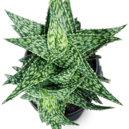 Aloe 'Snowstorm' Plant