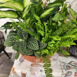 Mixed potted houseplants with broad variegated leaves and ferns