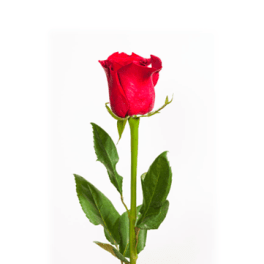 Single Rose