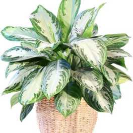 8" Chinese Evergreen Plant Basket