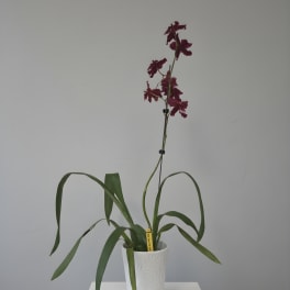 Red Silk Oncidium Orchid