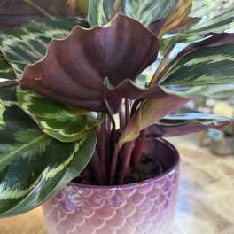 Calathea in Mermaid Pot
