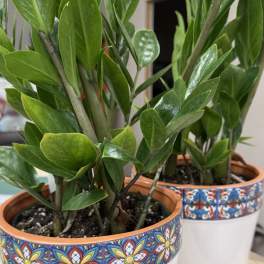 ZZ Plant