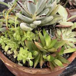 Succulent Garden