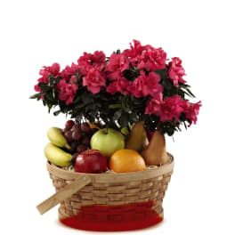Pink flowering plant in a basket with assorted fruit